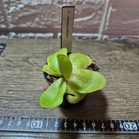 026 Pinguicula ‘Razzberry Blonde’