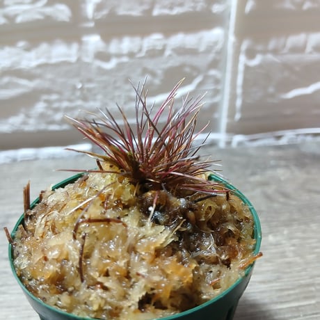 商品 | Heli's Garden