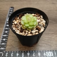 098 Pinguicula Tolantongo KCPS S