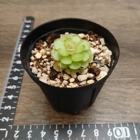 098 Pinguicula Tolantongo KCPS S