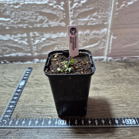 079 Utricularia praelonga