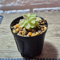062 Pinguicula sp.tehuacan