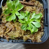 009 Stylidium debiie (ムシタタキ)