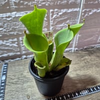 072 Heliamphora minor hybrid カクタス長田