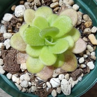 063 Pinguicula martinezii