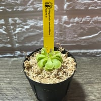 089 Pinguicula rotundiflora