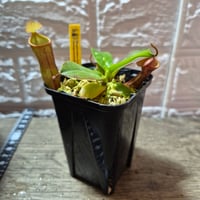 094 Nepenthes (rajah x mira) x campanulata