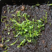 017 Utricularia "Hermanus"