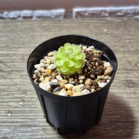 063 Pinguicula jaumavensis