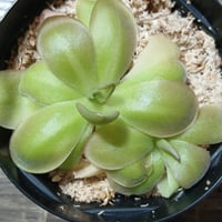 100 Pinguicula moranensis Copenhagen KCPS S