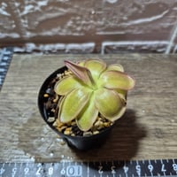066 Pinguicula mesophytica?