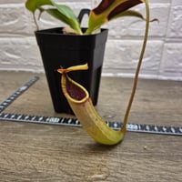 086 Nepenthes truncata x merrilliana EP