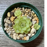 081 Pinguicula kondoi La Escondida x Red