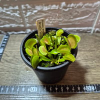 038 Dionaea muscipula 'Bristle Tooth' カクタス長田