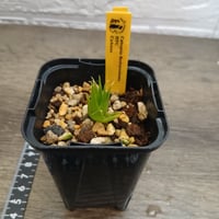 094 Catopsis berteroniana HFC