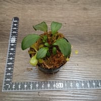 100 パルダセット(H. sp. Tawau , D.prolifera , D. schizandra , U. sandersonii Blue flower)