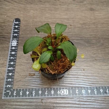 100 パルダセット(H. sp. Tawau , D.prolifera , D. schizandra , U. sandersonii Blue flower)