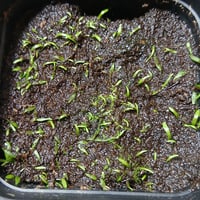 070 U.smithiana 'Taiwan'