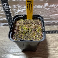 003 Utricularia sp. Indian Red