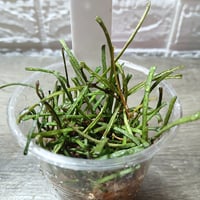 033 Hoya retusa