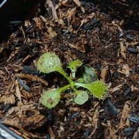032 Drosera schizandra