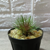 025 Centrolepis fascicularis