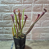 075【しんく便】Sarracenia leucophylla hybrid SARR25-0034