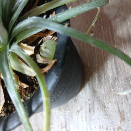 086 Dyckia choristaminea カクタス長田