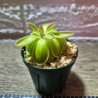 001 Pinguicula moranensis La Vuelta