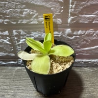 020 Pinguicula Razzbery Blonde