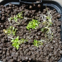 006 Utricularia warburgii Clione