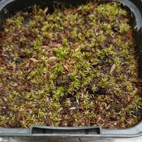 Utricularia sp. Indian red