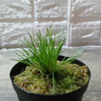044 Centrolepis fascicularis