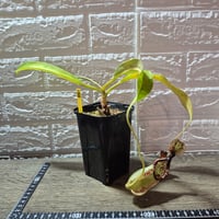 076 Nepenthes rafflesiana white