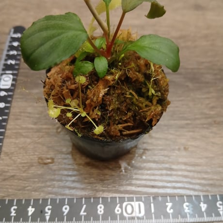 100 パルダセット(H. sp. Tawau , D.prolifera , D. schizandra , U. sandersonii Blue flower)