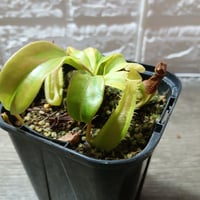 037 Nepenthes alata variegata
