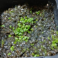 088 Genlisea filiformis South America BCP #G050