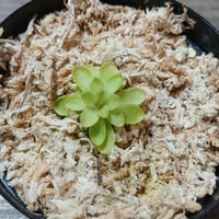 035 Pinguicula potosiensis Red KCPS S