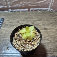 085 Pinguicula sp.Sumidro Ⅱ