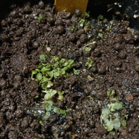 021 Genlisea filiformis South America BCP #G050