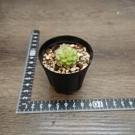 098 Pinguicula Tolantongo KCPS S