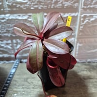 057 Nepenthes ventricosa Red Giant Yamamoto x palawanensis Yamamoto