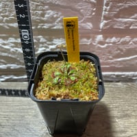 078 Drosera brevifolia