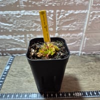 019 Dionaea muscipula 'Hime' カクタス長田