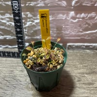 083 Drosera affinis