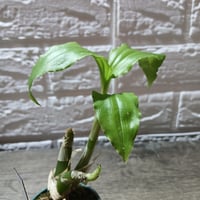 096 Liparis formosana "沖縄県国頭郡東村"