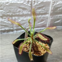 079 D.ramentacea