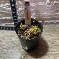048 Drosera pulchella 交配種