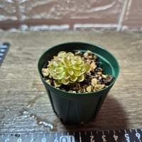 096 Pinguicula debbertiana