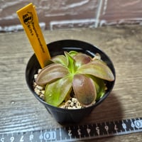 033 Pinguicula mesophytica?